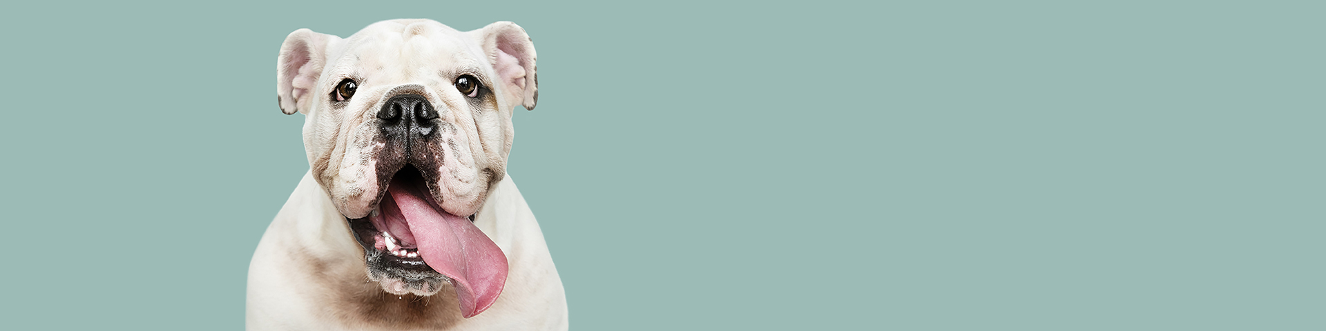Linha veterinária Laslo — bombas de infusão para clínicas e hospitais vet